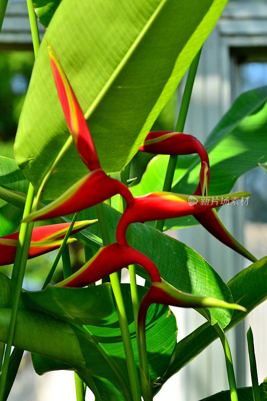 Heliconia /龙虾爪/巨嘴鸟峰